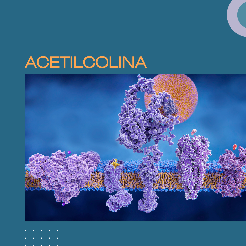 ACETILCOLINA PRESENTACIÓN PPTX