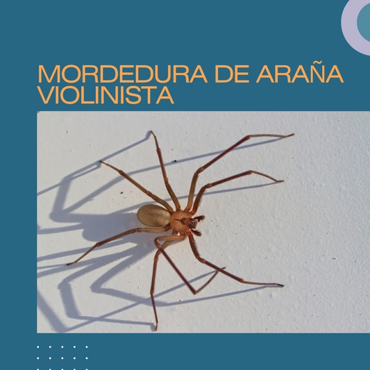 Mordedura de araña violinista