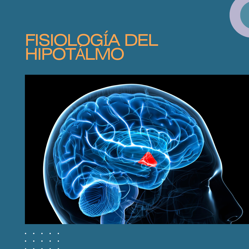 Fisiología del hipotálamo