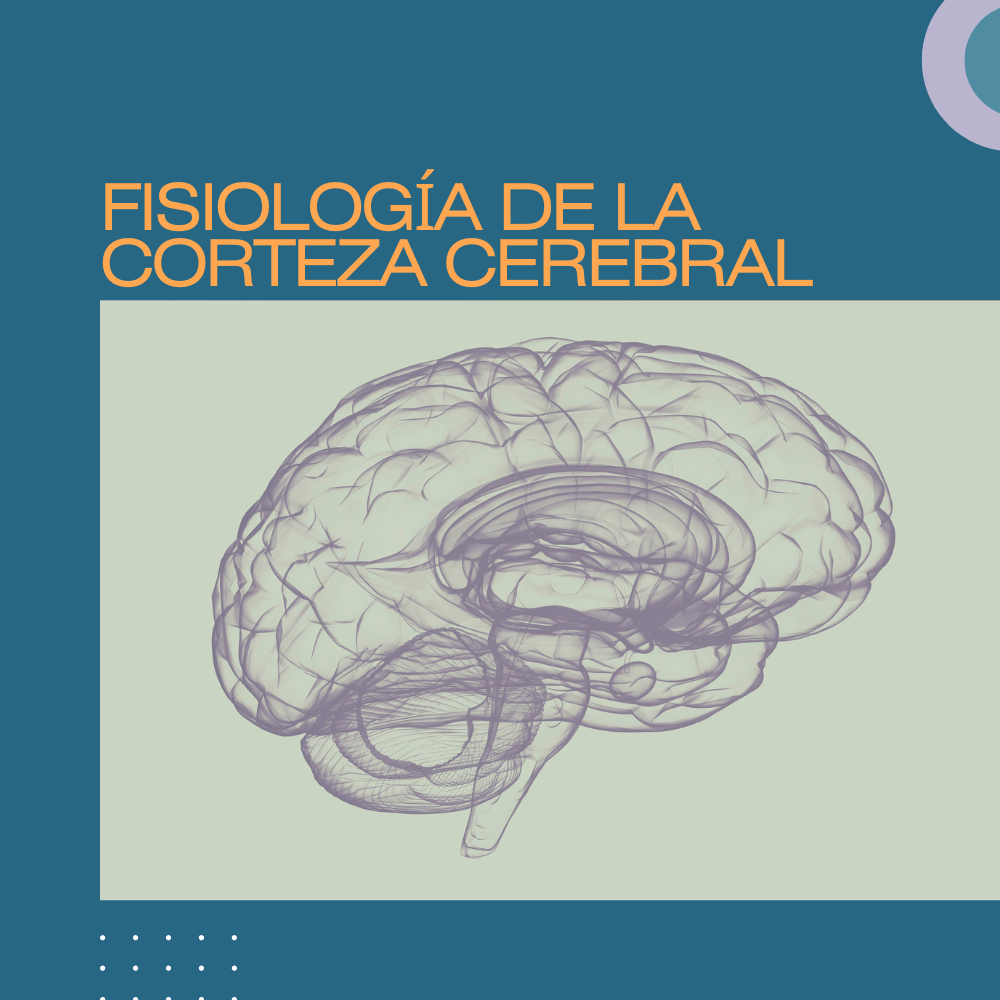 Fisiología corteza cerebral