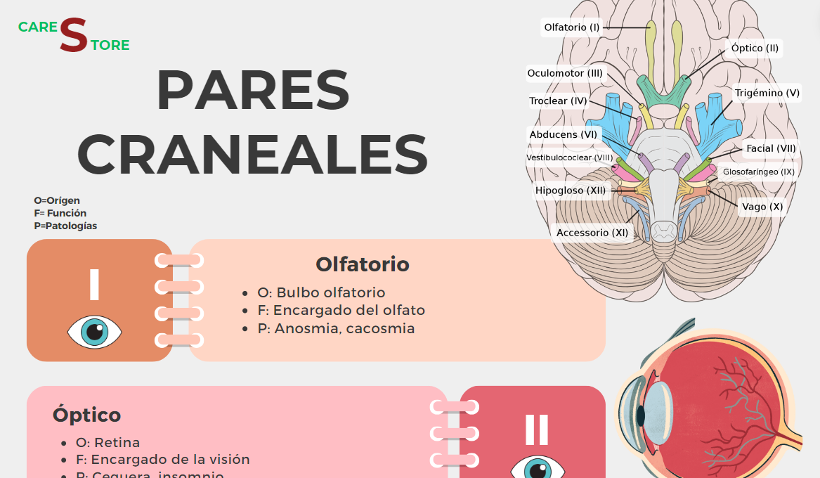 Resumen ilustrado pares craneales