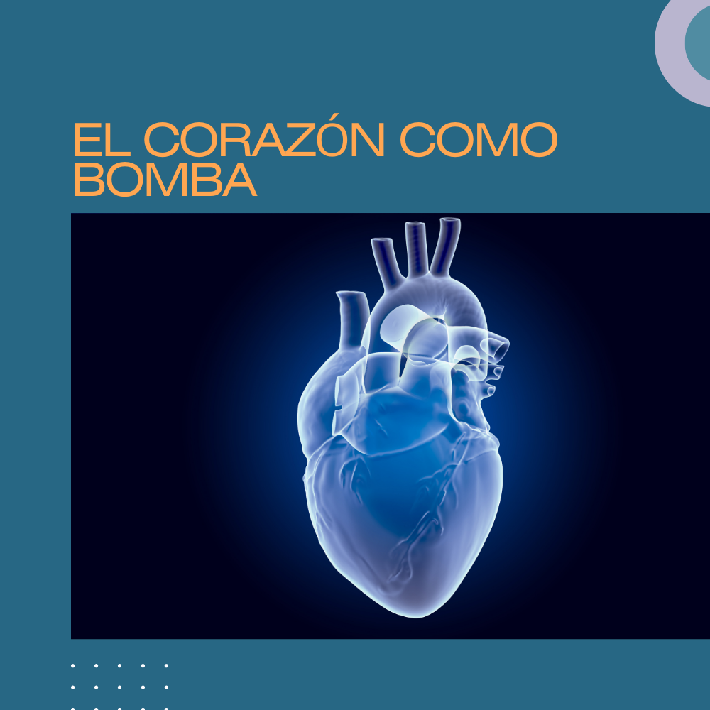 El corazón como bomba