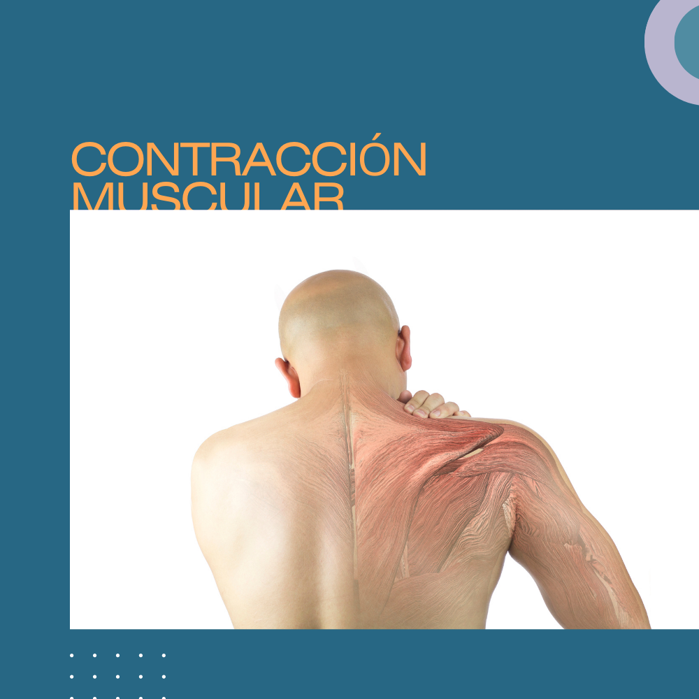 Contracción Muscular - PRESENTACIÓN PPTX